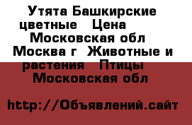 Утята Башкирские цветные › Цена ­ 100 - Московская обл., Москва г. Животные и растения » Птицы   . Московская обл.